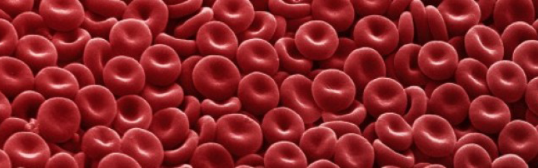 close- up photo of platelets. 